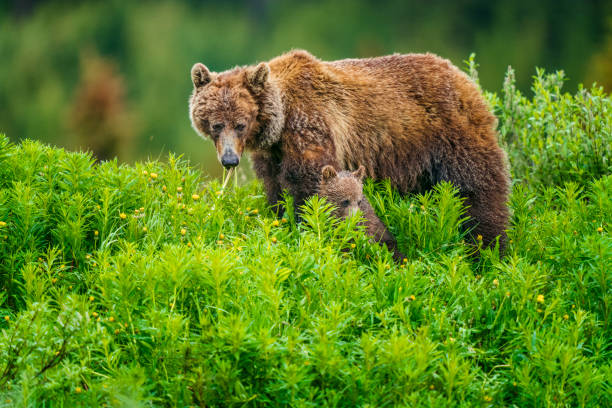 istock Banff National Park in Alberta Canada 1168966812