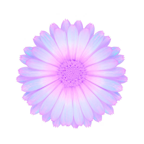 fioletowy kwiat wyizolowany na białym - daisy marguerite deep focus flower zdjęcia i obrazy z banku zdjęć