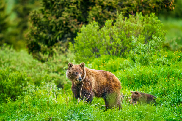 banff national park in alberta canada - 2627 imagens e fotografias de stock