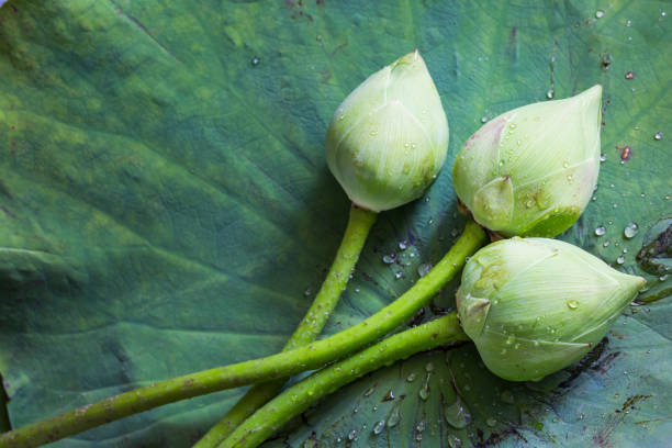 Three lotus on lotus leaf in ceremony of buddhist ordination