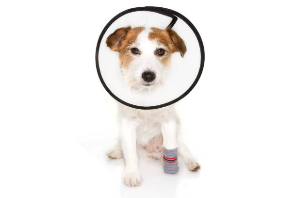 istock Injured sick dog wearing protective funnel collar ans sock. Isolated on white background. 1168967711