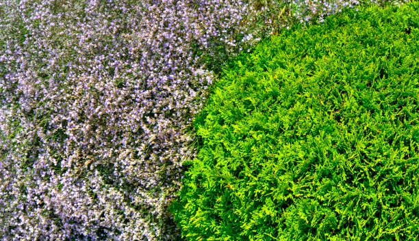 istock Beautiful view with blooming flowers in the garden 1168968085