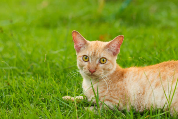 istock Cat lying down in the little field 1168968681