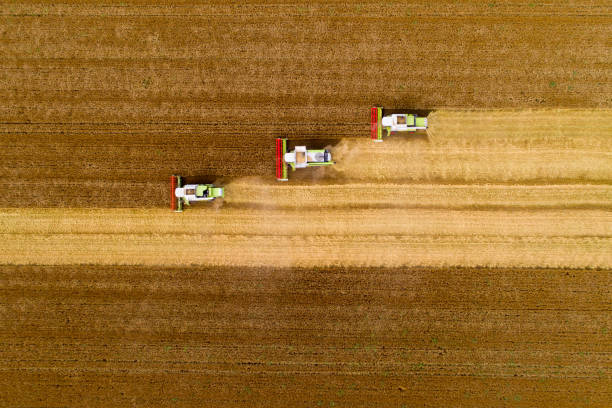istock Combine harvesters working in wheat field 1168969087
