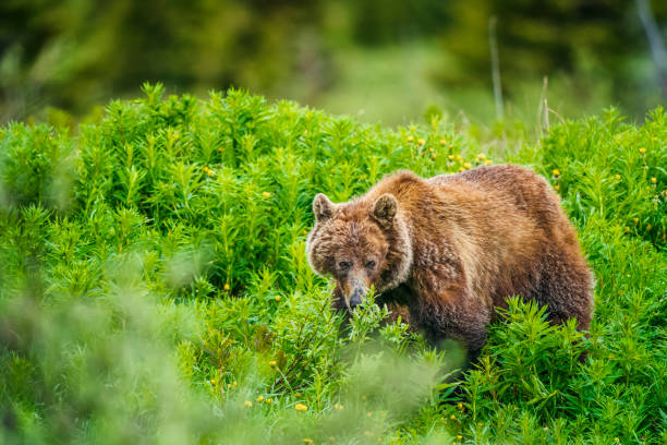 istock Banff National Park in Alberta Canada 1168969874