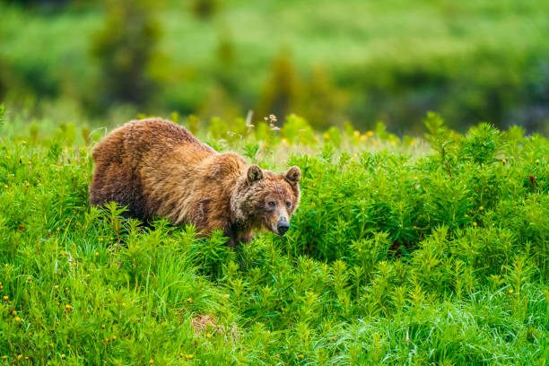 istock Banff National Park in Alberta Canada 1168969875