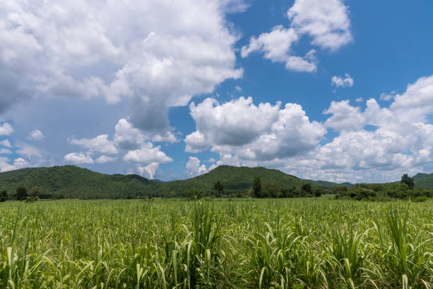 istock Sugarcane plantation in the mountains, beautiful sky and white clouds 1168969998