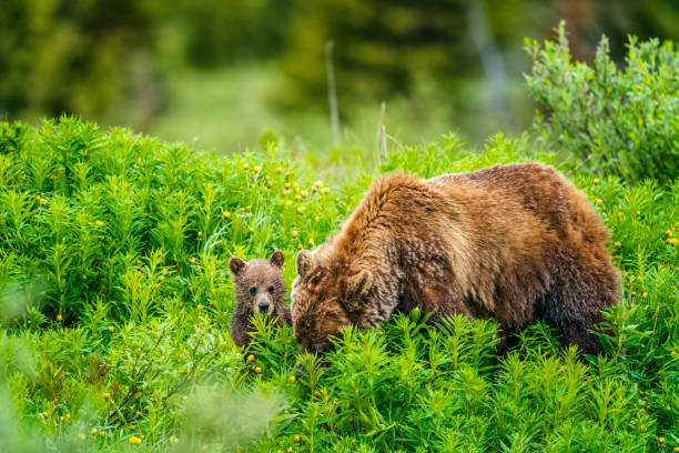 istock Banff National Park in Alberta Canada 1168971152