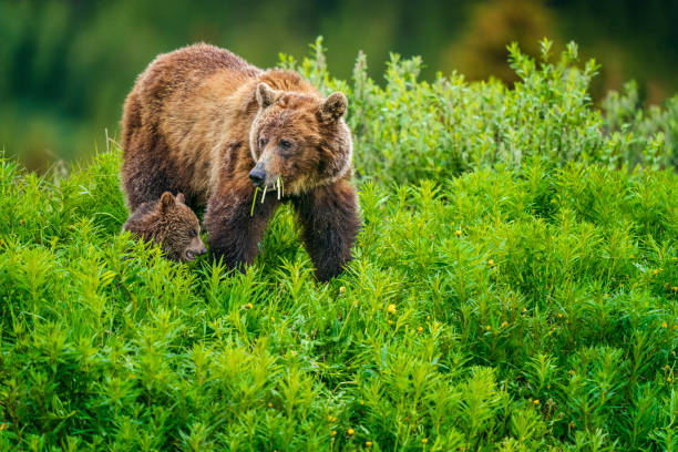 Banff National Park in Alberta Canada Grizzly Bear in Jasper National Park, Canada canadian rockies photos stock pictures, royalty-free photos & images
