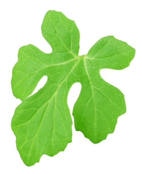 istock Melon leaf isolated on a white. Detailed retouch. 1168971259