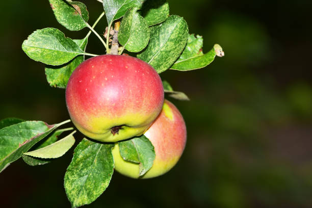 istock Harvest apples, apple trees in the garden after rain 1168971407