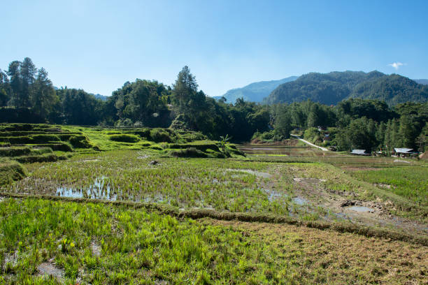 istock Green and brown rice terrace fields in Tana Toraja 1168971654