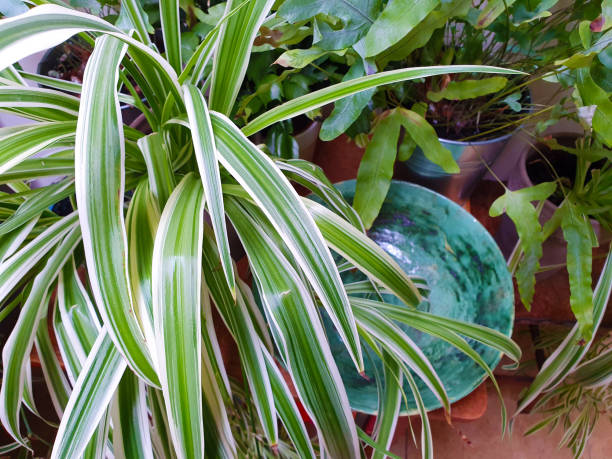 istock Various house plants close-up, home gardening collection 1168972866