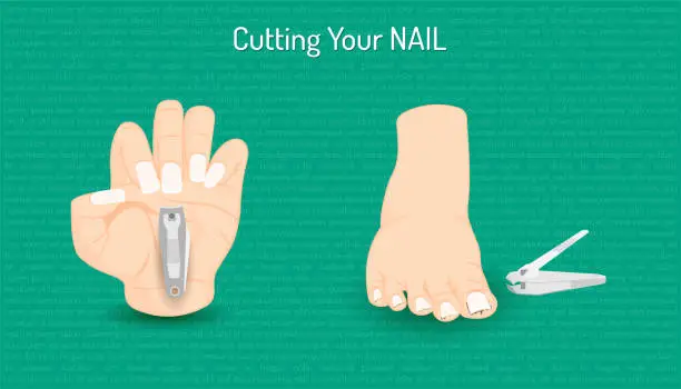 Vector illustration of cutting hand and foot nail. body part beautiful color. vector illustration eps10