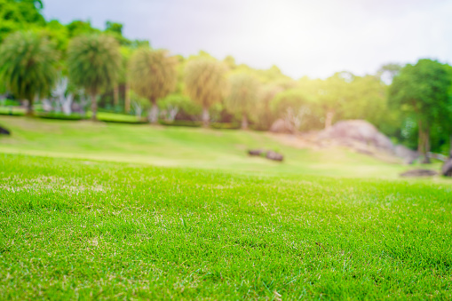 Focus nature green grass in golf court garden blur park on Sky, stone, palm tree background. Low angle shot style. Sunlight and flare background concept.