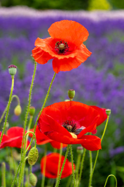 amapolas rojas en un campo de lavanda púrpura. orientación vertical, enfoque en la flor inferior - lavender poppy healthcare and medicine washington state fotografías e imágenes de stock