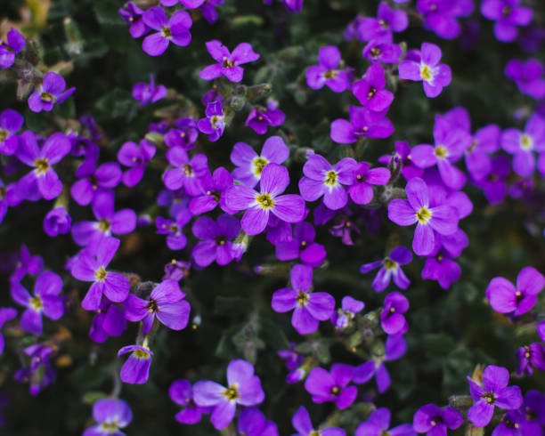 istock Purple Bellflowers 1168975034