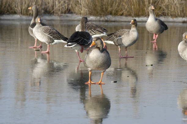 istock Greylag goose on frozen lake (Anser anser) 1168980945