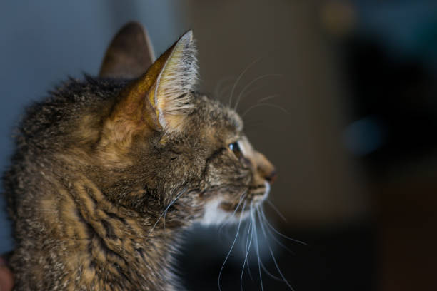 adult cat with liver failure, jaundice skin and dehydration