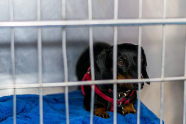 istock dachshund dog breed in metallic cage 1168982750
