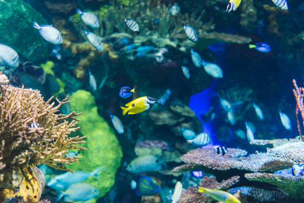 istock Many fishes under the sea 1168982764