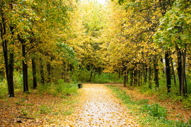 istock Autumn foliage yellow colors on road 1168982772