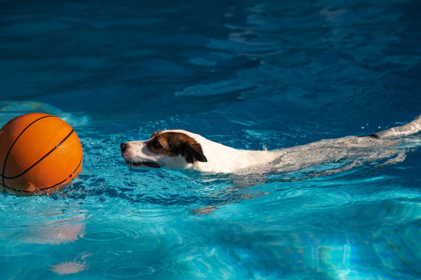 istock Dog swimming towards basketball 1168983639