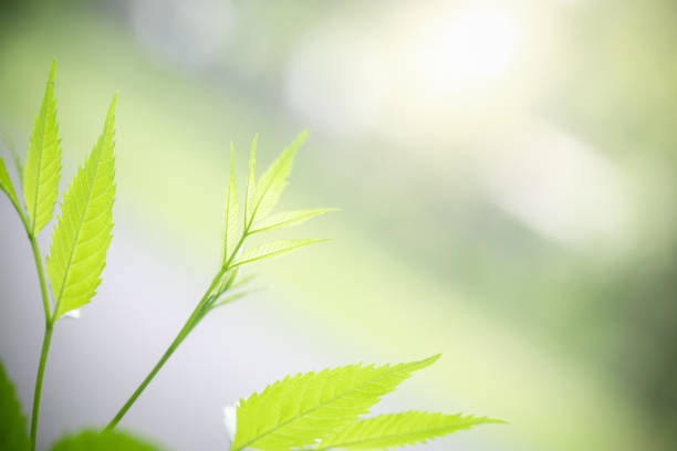 Close up of nature view green leaf on blurred greenery background under sunlight with bokeh and copy space using as background natural plants landscape, ecology wallpaper concept.