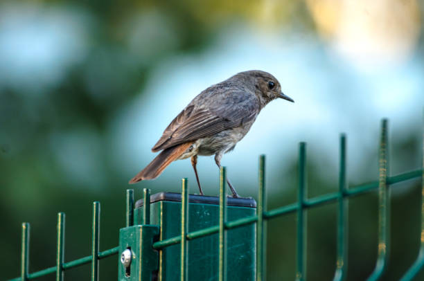 istock Songbird sitting on a fence 1168984659