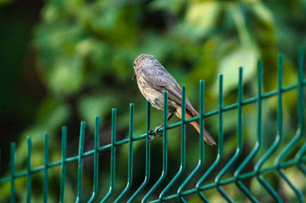 istock Songbird sitting on a fence 1168984664