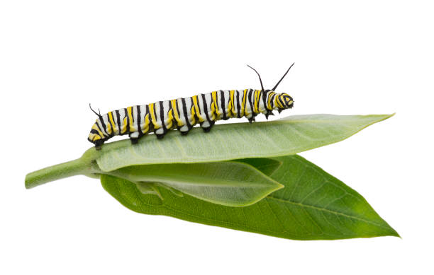 istock Monarch Caterpillar on milkweed leaf isolated on white 1168984828