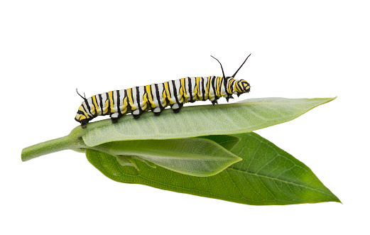 Monarch Caterpillar on milkweed leaf isolated on white background