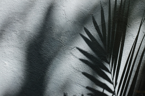 Palm Tree Leaf Shadow on Wall Background