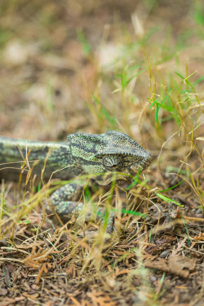 istock image of a chameleon in it's natural habitat 1168987943