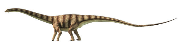Diplodocus on White stock photo
