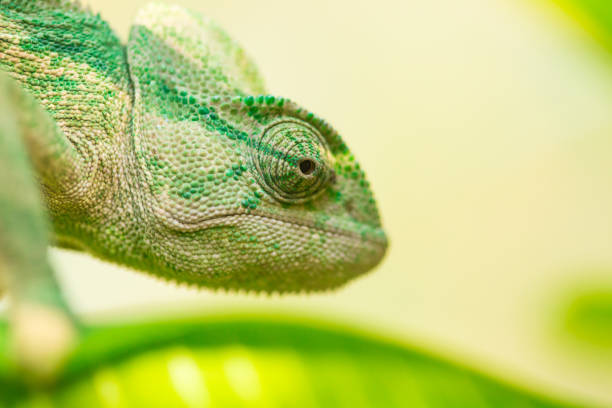 istock image of a chameleon in it's natural habitat 1168988897
