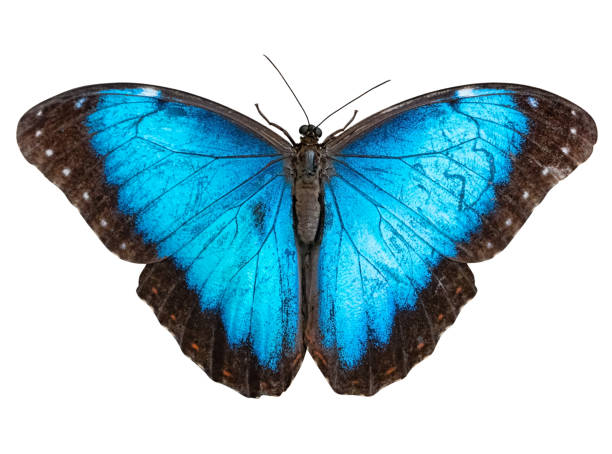 butterfly menelaus blue morpho (morpho menelaus) isolated (cut out) on white background - blue silk morpho butterfly photos et images de collection