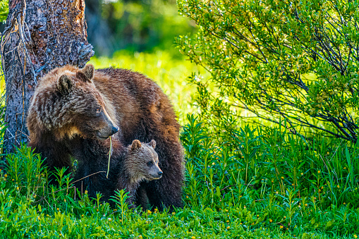 Grizzly Bear and cub in Jasper National Park, Canada