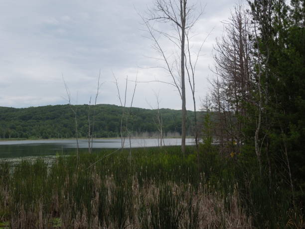istock Duck Lake, Michigan trees in lake 1168991753