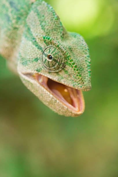 istock image of a chameleon in it's natural habitat 1168991804