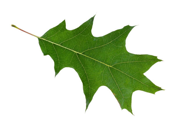 natural green leaf of red oak tree cutout on white background