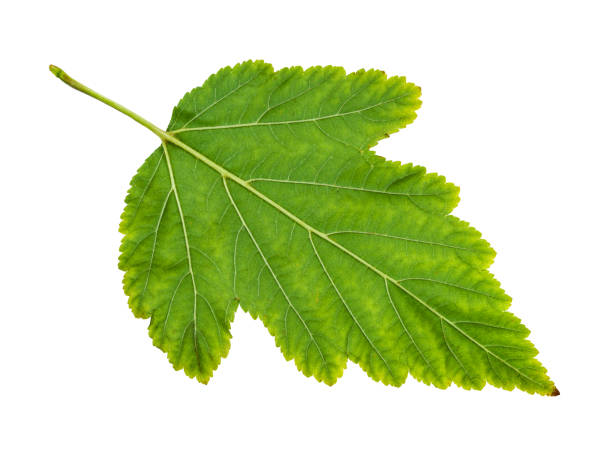 istock back side of natural green leaf of ninebark 1168992958