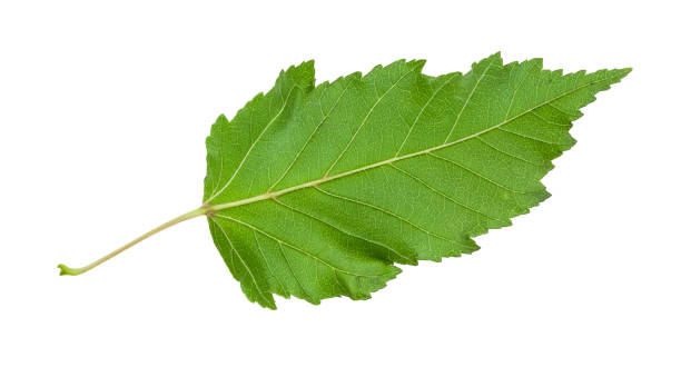 istock back side of natural green leaf of amur maple tree 1168992963