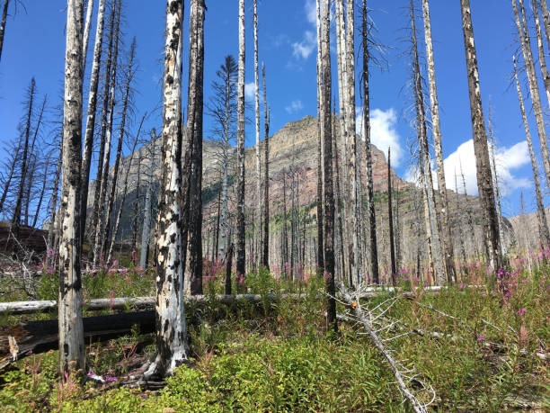 Glacier National Park, Montana, August 2019. Trees and mountain stock photo