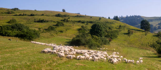 istock Flock of sheep on a mountain pasture 1168993372