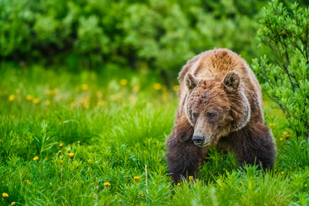 istock Banff National Park in Alberta Canada 1168993615