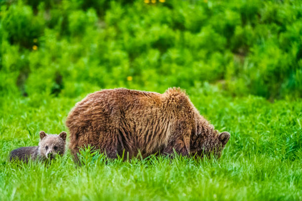 Brown bear with her cubs