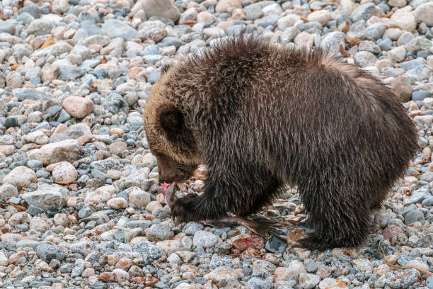 istock Grizzly Bear, or North American Brown Bear 1168994471