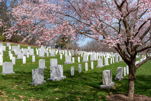 Arlington National Cemetary during national cherry blossom festival in USA Arlington National Cemetary during national cherry blossom festival in USA. arlington cemetery in spring stock pictures, royalty-free photos & images