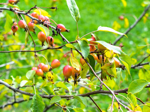 istock little ripe apple fruits on wild apple tree 1168994700